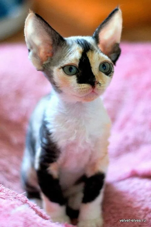 Котенок девон-рекс выпускник питомника