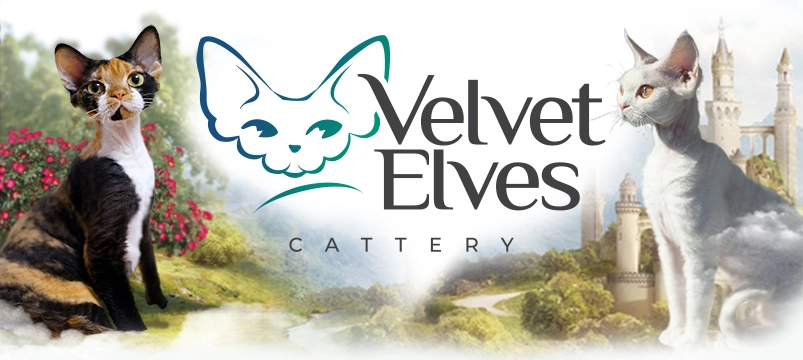 Котята девон рекс с доставкой