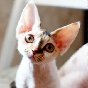 Отзыв Елены